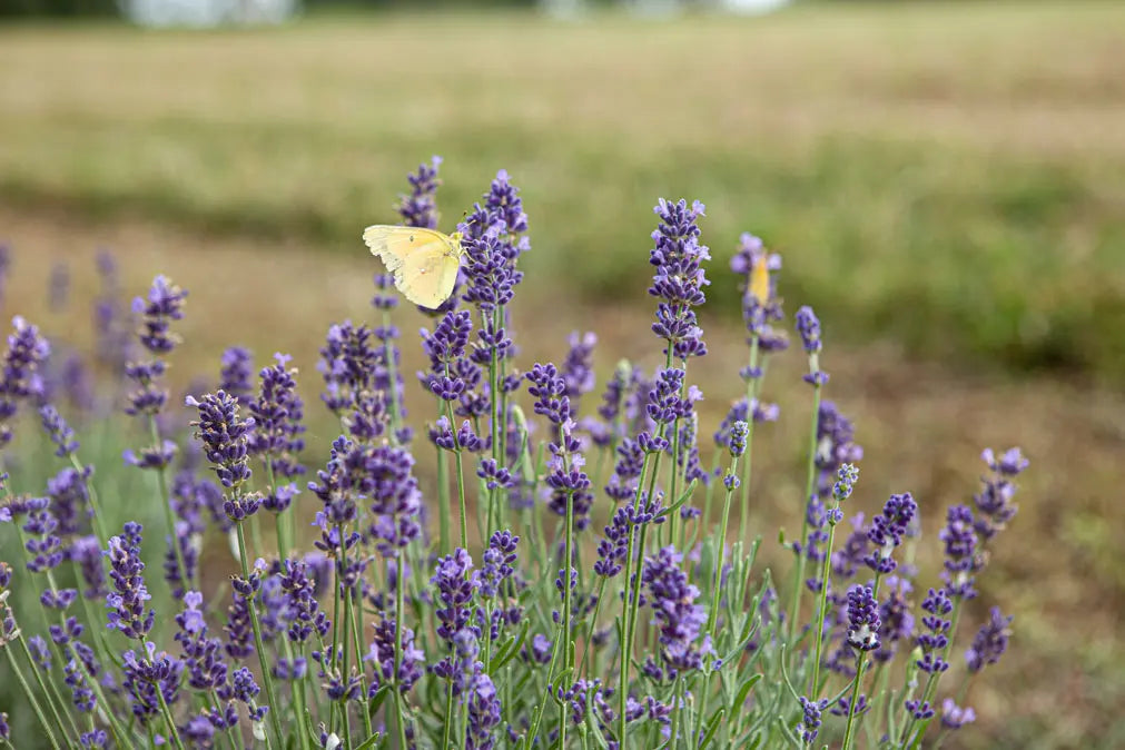 How to Make Lavender Tonic: A DIY Face Mist Recipe