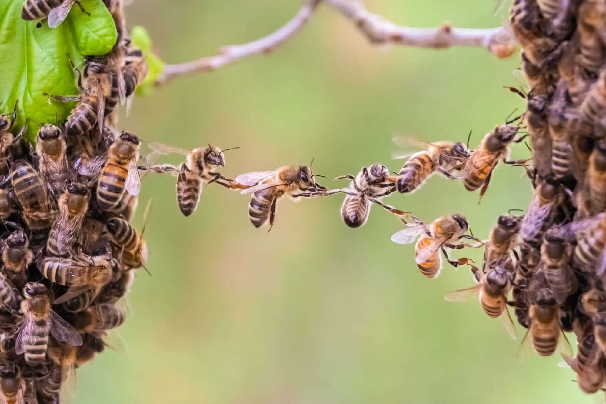 What Is Festooning? Why Honey Bees Form Living Chains Inside the Hive