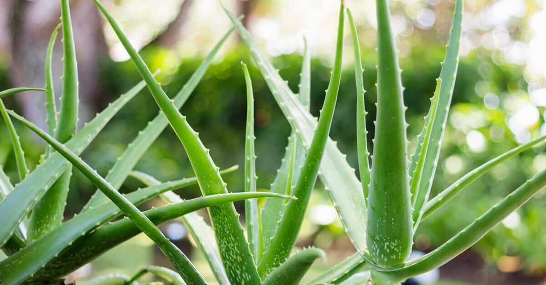 The Complete Guide to Growing Aloe Vera: From Beginner to Expert