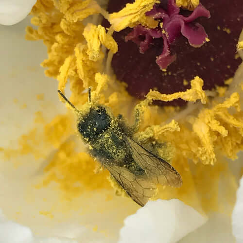 What Is Bee Pollen? A Guide to Its Nutrition and Uses
