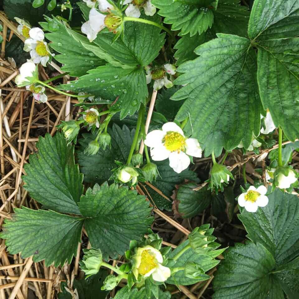 How to Grow Strawberries: A Beginner’s Guide to Organic Container Gardening