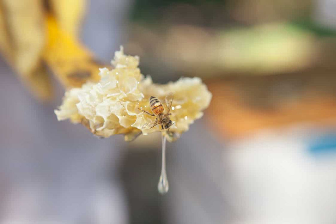 What to Do With Beeswax: Creative Uses Right from the Hive