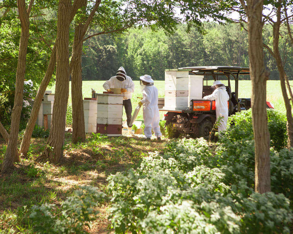 How Do I Set Up Hives?