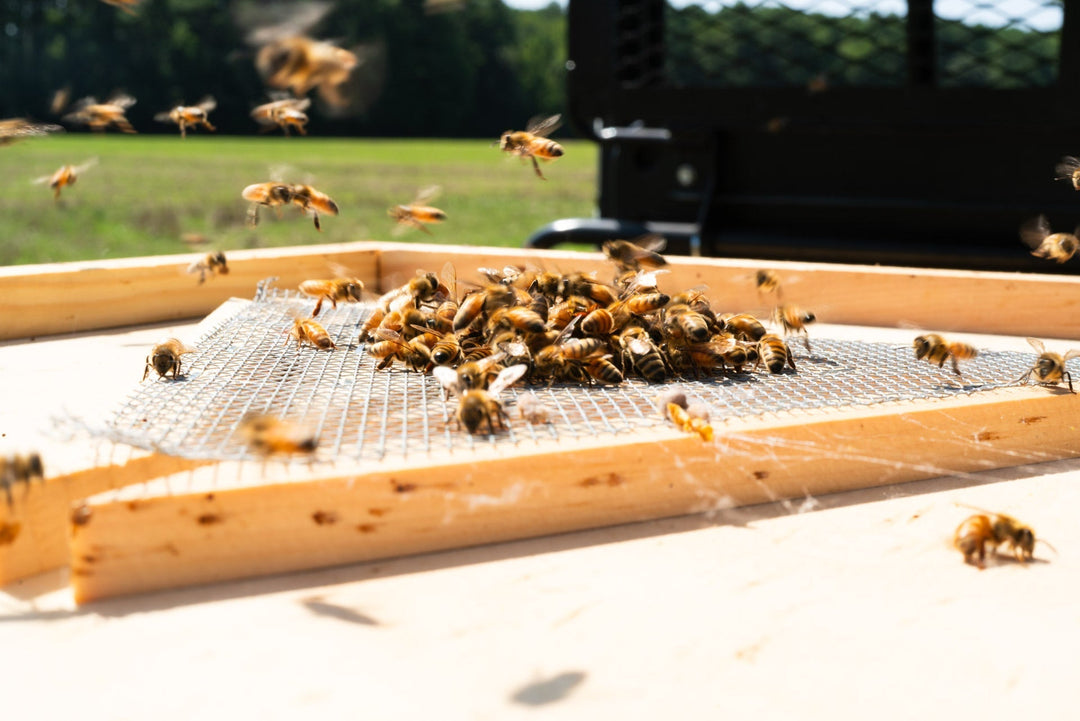 bees on escape board