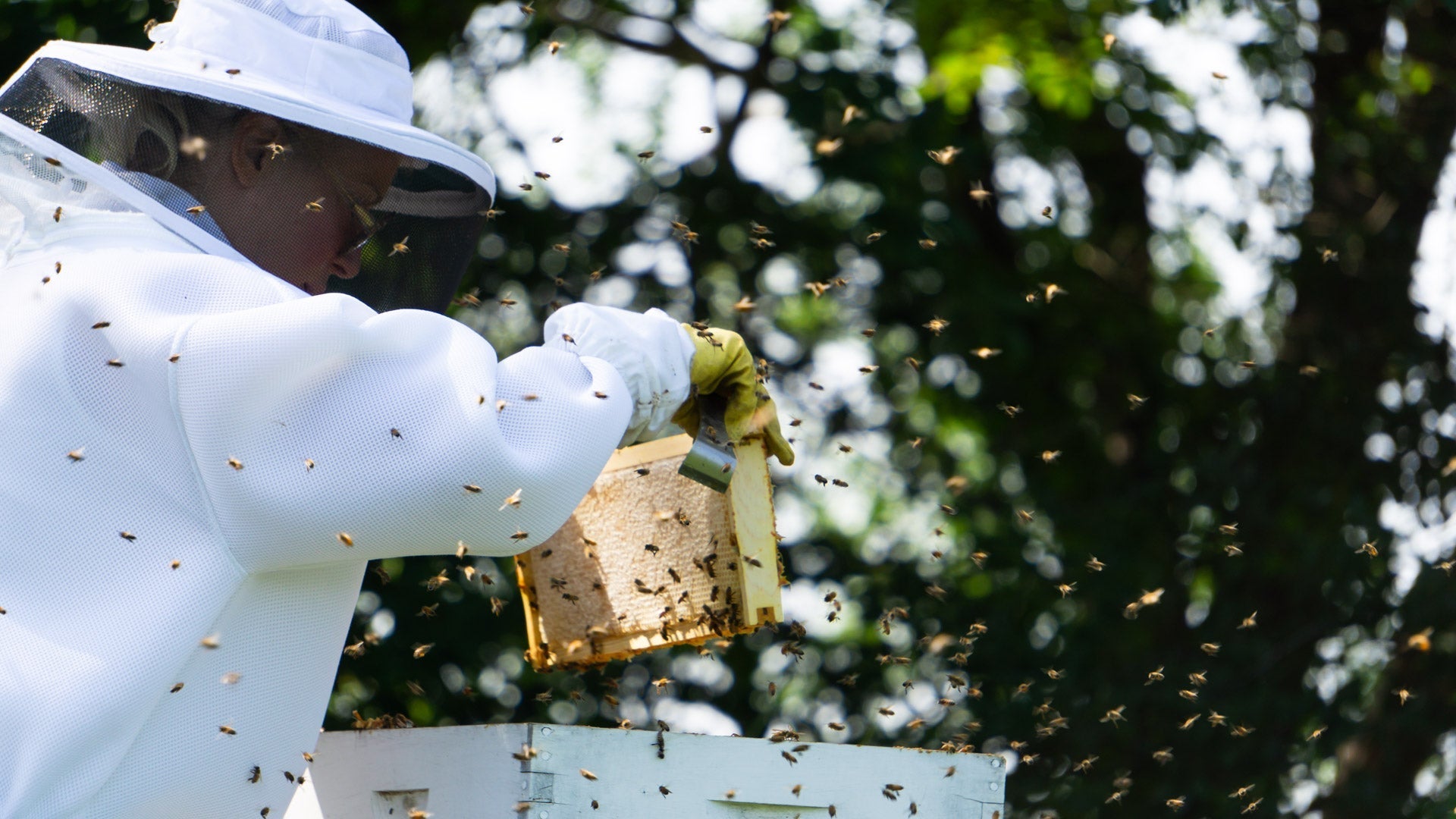 Telling the Bees: An Enduring Beekeeping Folklore Tradition