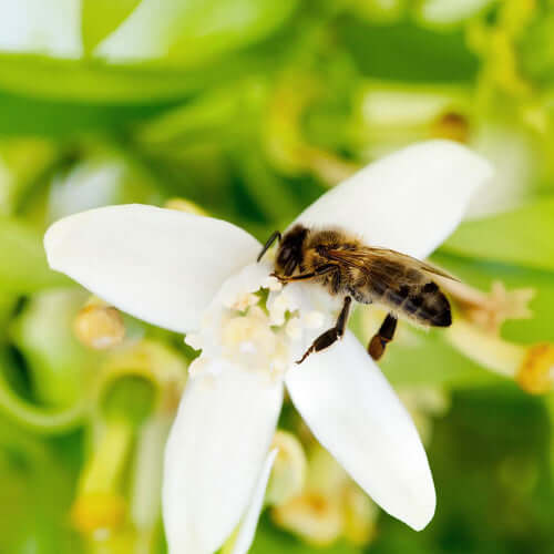 Orange Blossom Honey: Flavor, Uses, and the Florida Bloom That Makes It