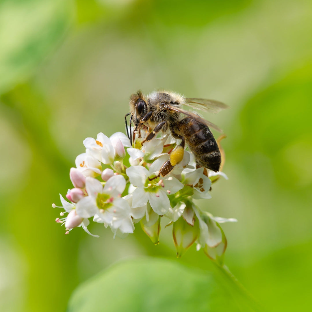 What Is Buckwheat Honey?