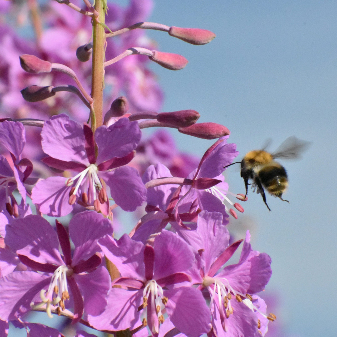 What Is Fireweed Honey?