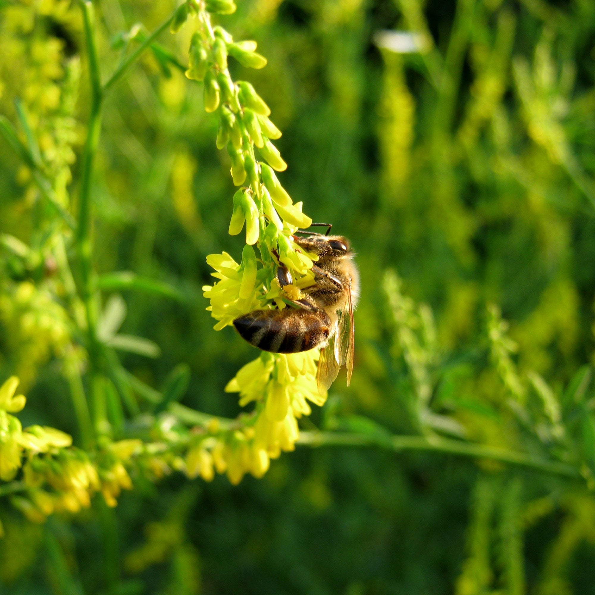 Bee on a yellow sweet clover flower with a blurred green background