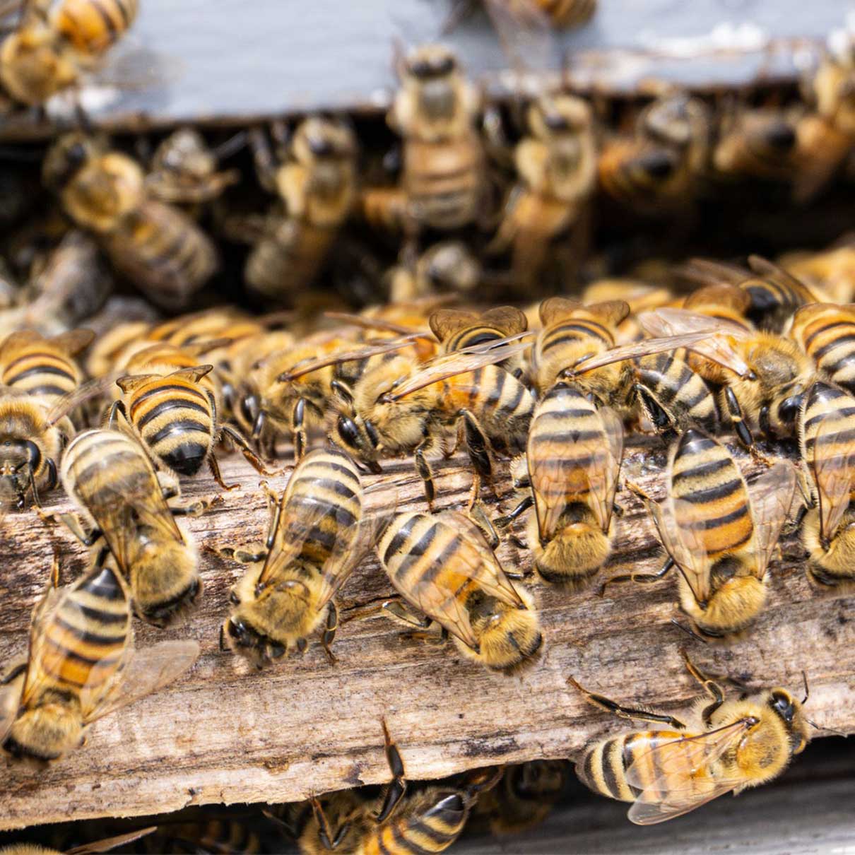 Checking in on the Hives on Day Twenty