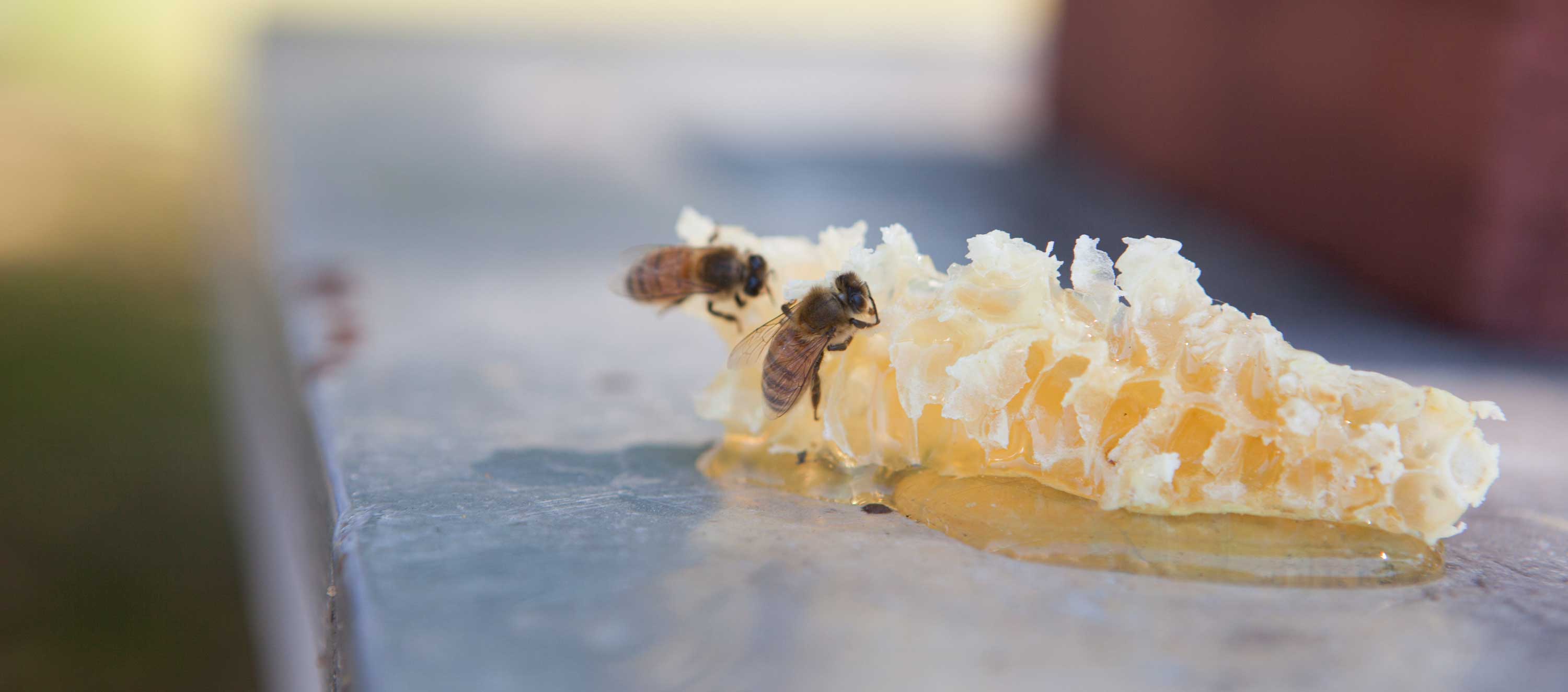 Life Lessons from Bees: Wisdom from the Hive
