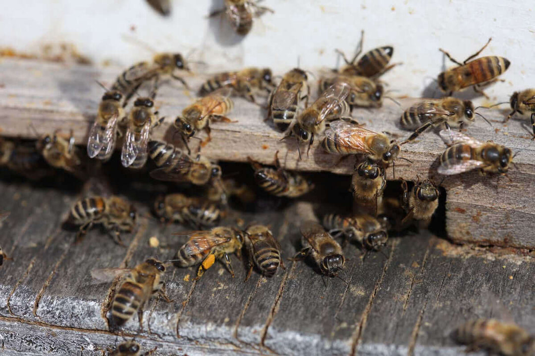 Setting Up the Hives (Part 3): What to Do After You Install Your Bees