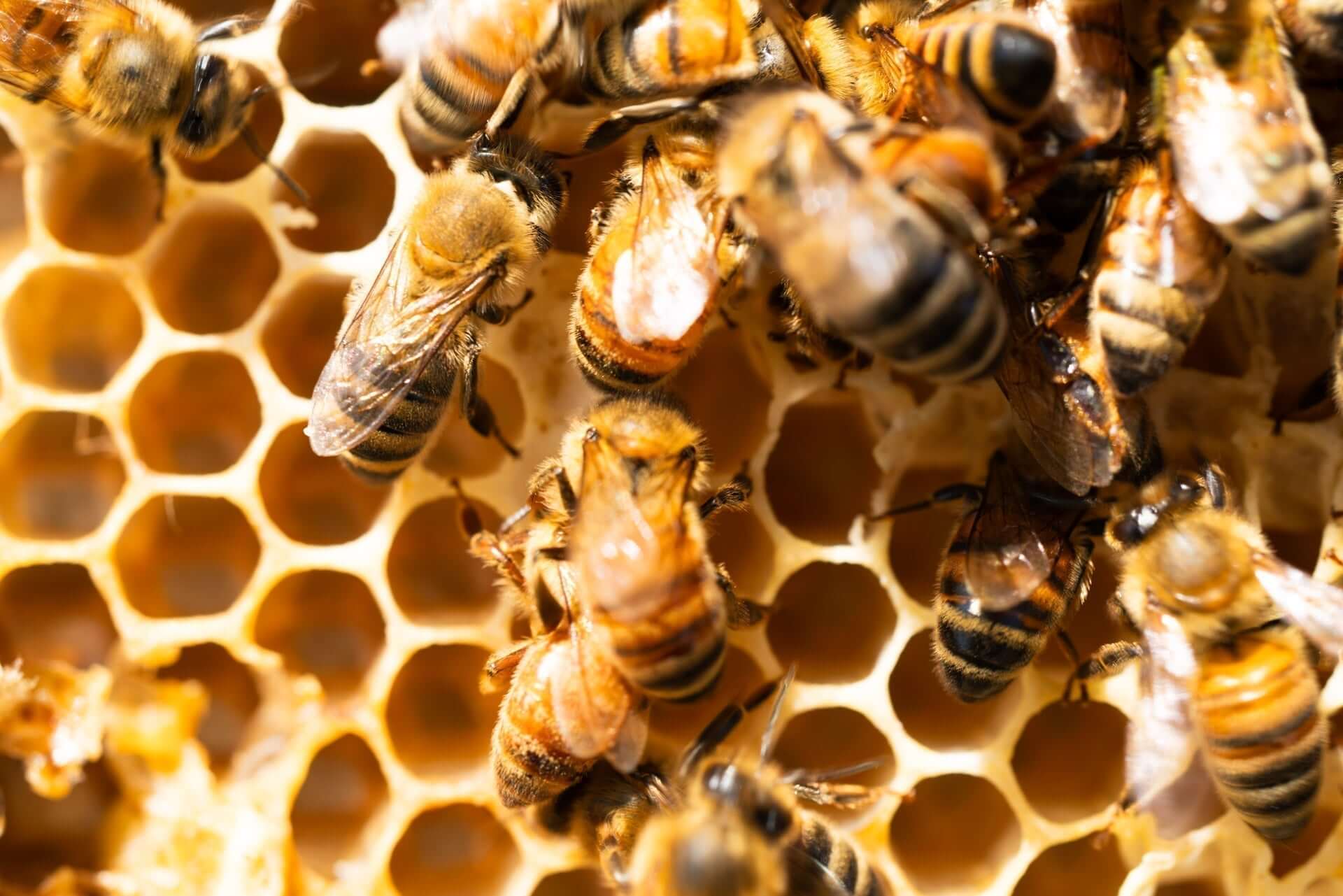 The Bee Effect: How These Tiny Pollinators Transform Our World