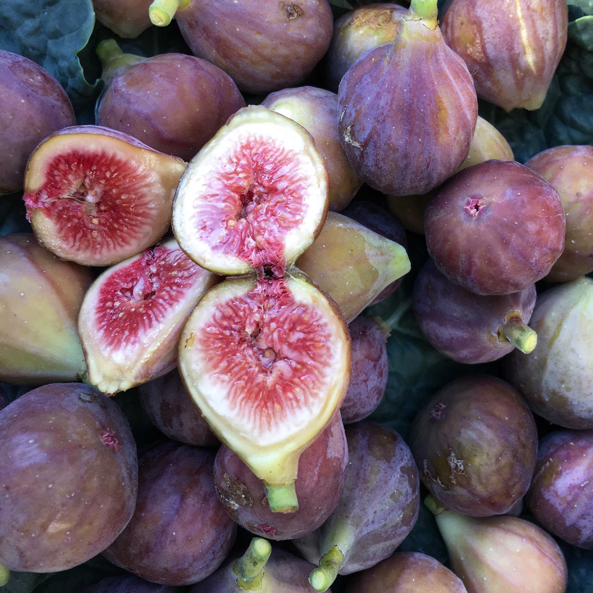 Fresh Fig Recipes with Honey: 5 Easy Ideas from Our Maryland Fig Tree