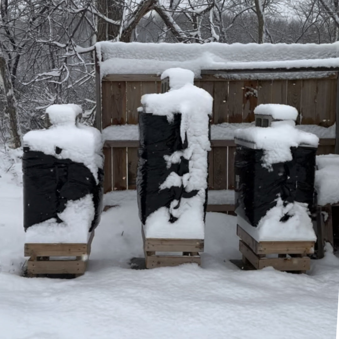 How to Winterize Beehives: Essential Fall Preparation for Maryland Beekeepers