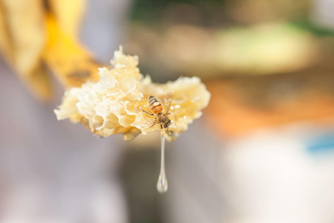 How to Substitute Honey for Sugar: Your Complete Guide to Natural Sweetening