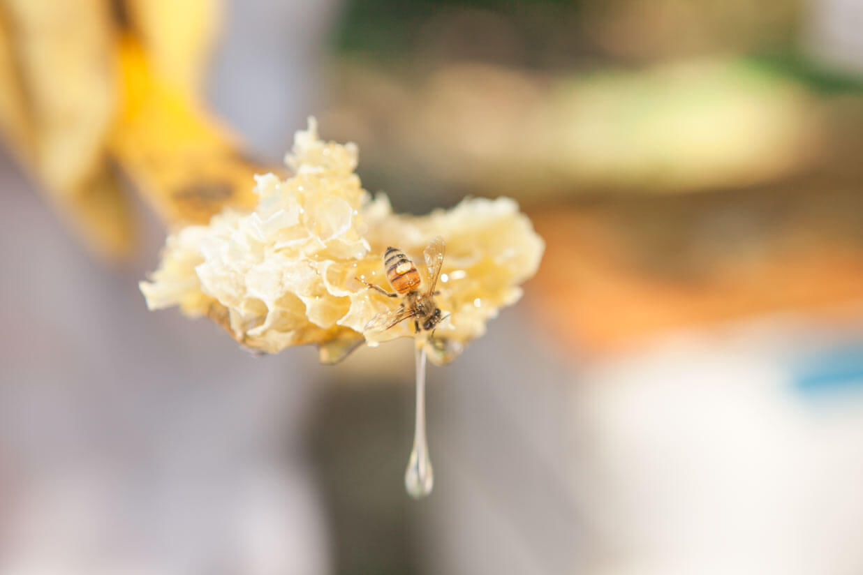 How to Substitute Honey for Sugar: Your Complete Guide to Natural Sweetening