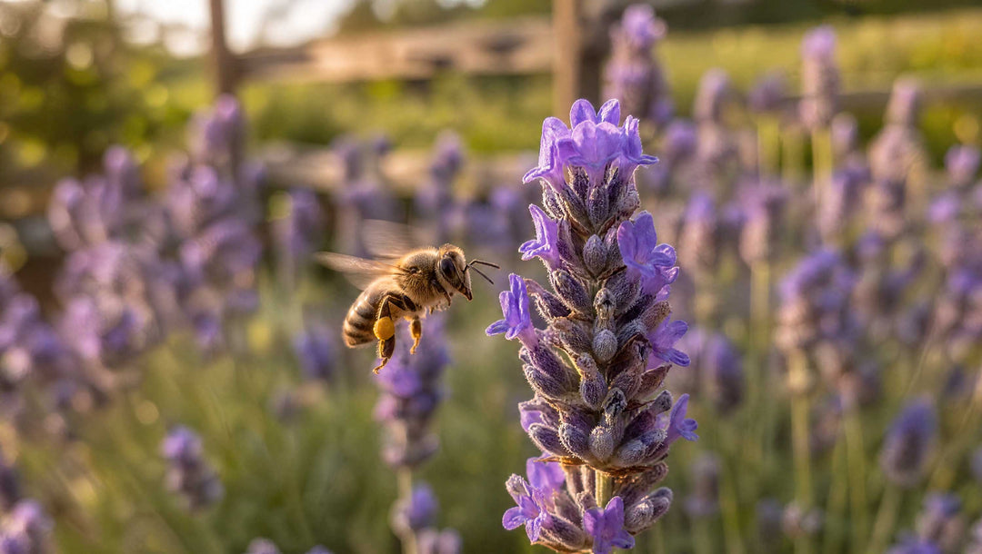 honeybee polinating lavender flowers