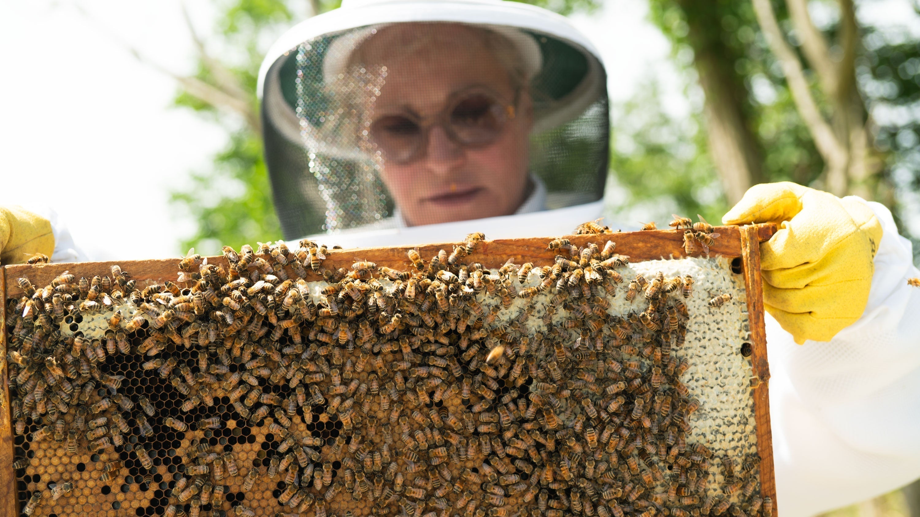 The Math and Mystery of the Honeycomb Pattern