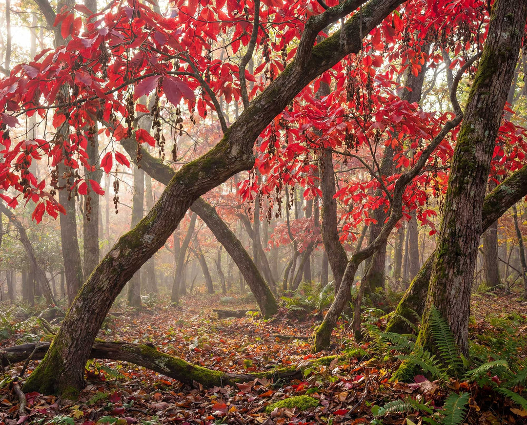 sourwood grove