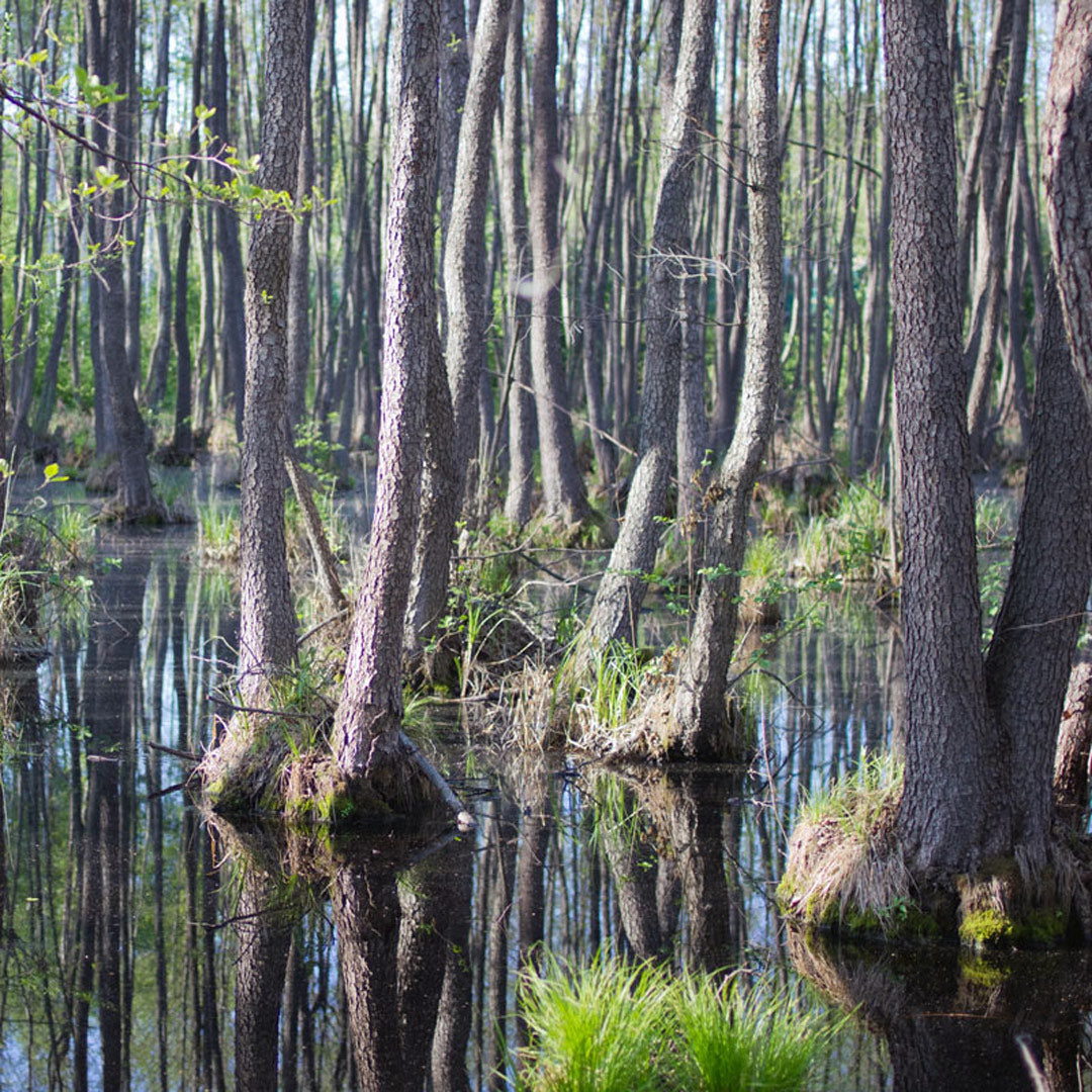 Swamp with tall tupelo trees partially submerged in water
