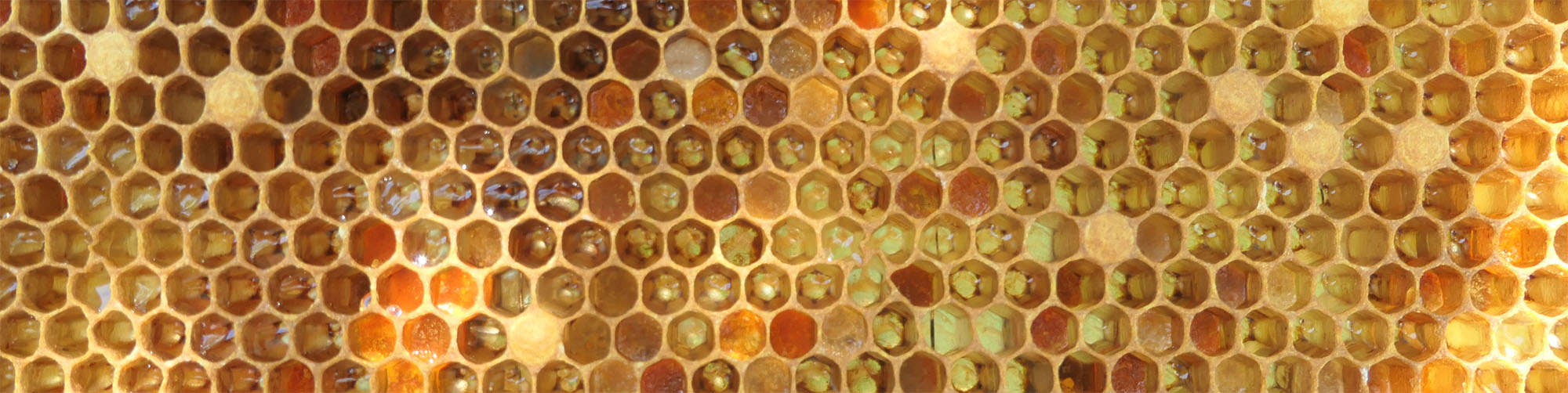 honeycomb frame
