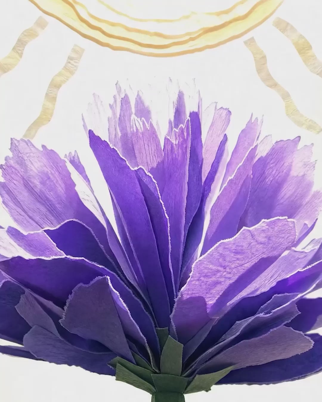 video about lavender and hot weather